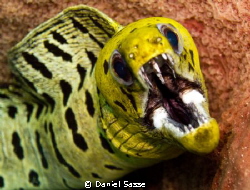 Fimbriated Moray hiding in a Barrel Sponge taken while sc... by Daniel Sasse 